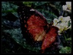 The Butterfly - Photo by Donna Henderson - 2013